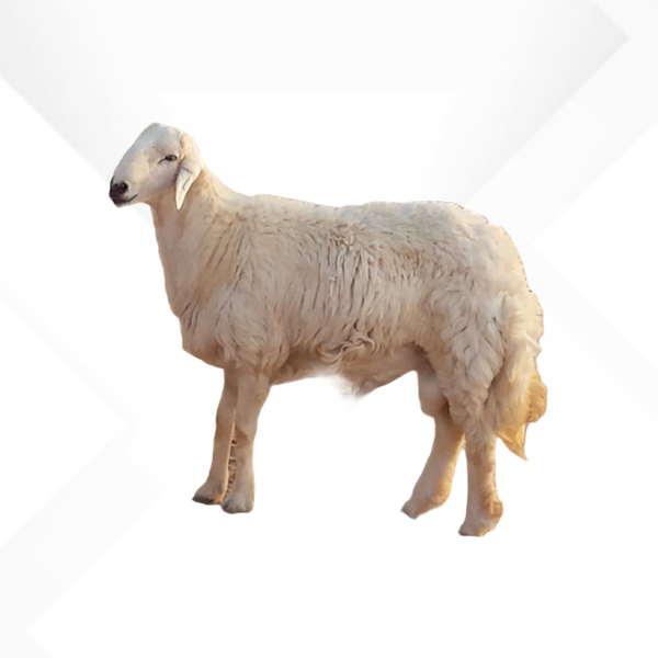 خروف حري