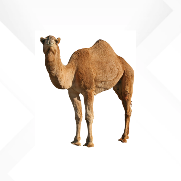 حاشي كامل